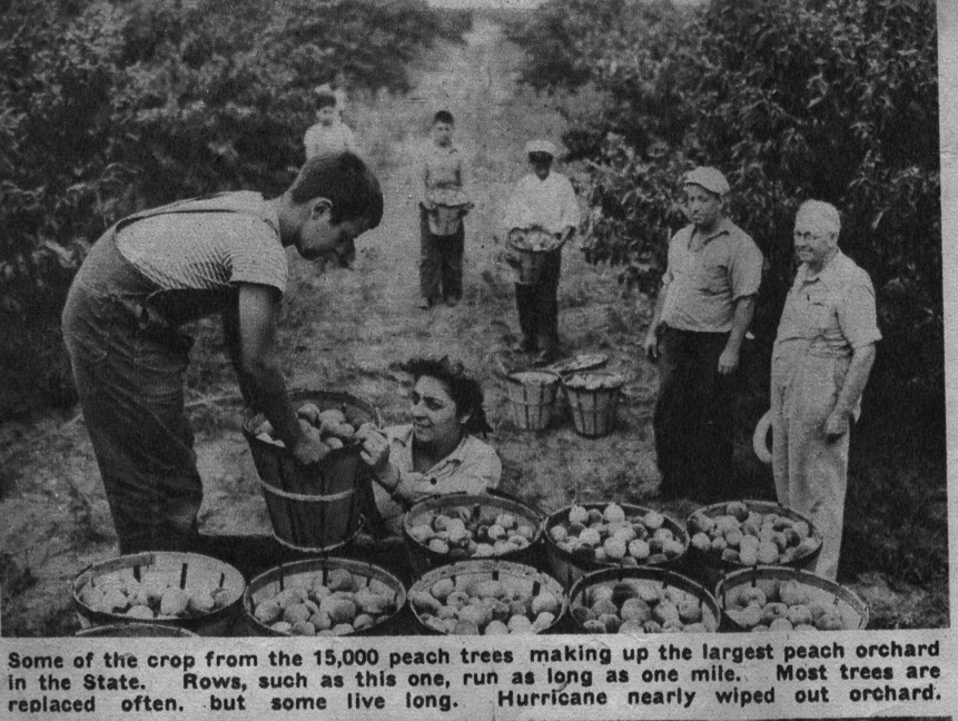 Hathaway Orchard after hurricane